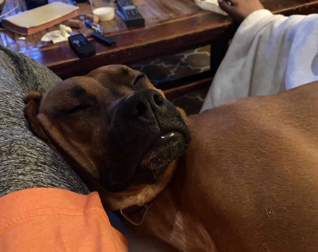 Cisco, asleep on the couch