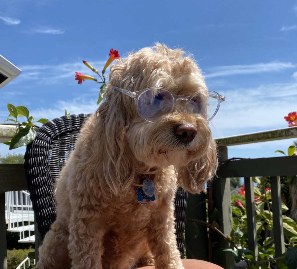 Olive, in sunglasses